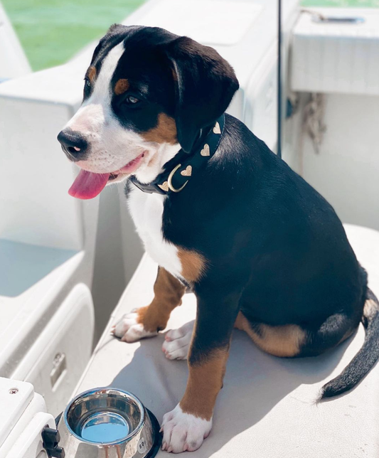 Heart of Gold Dog Collar