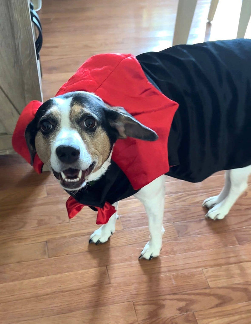 Vampire Pet Costume