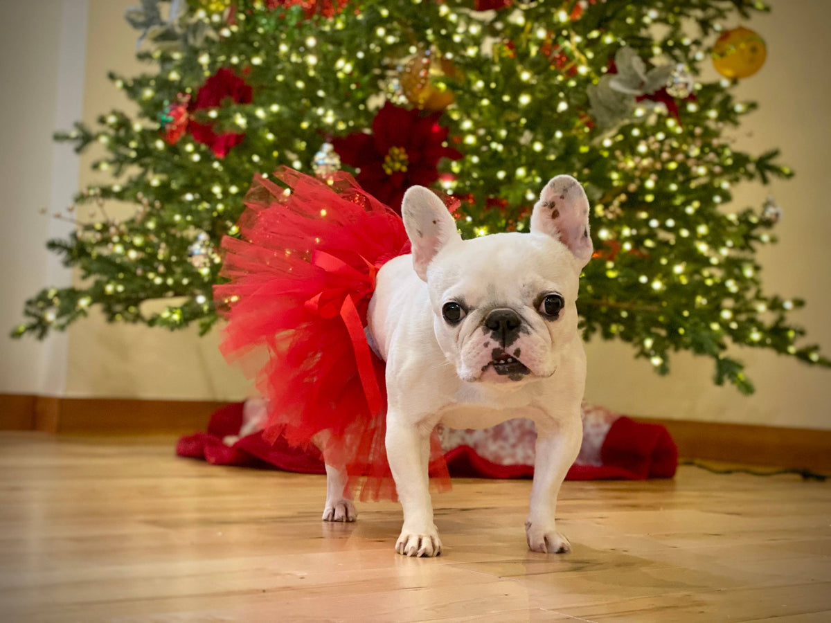 images of dogs dressed up for christmas The dogs like to dress up for Christmas too