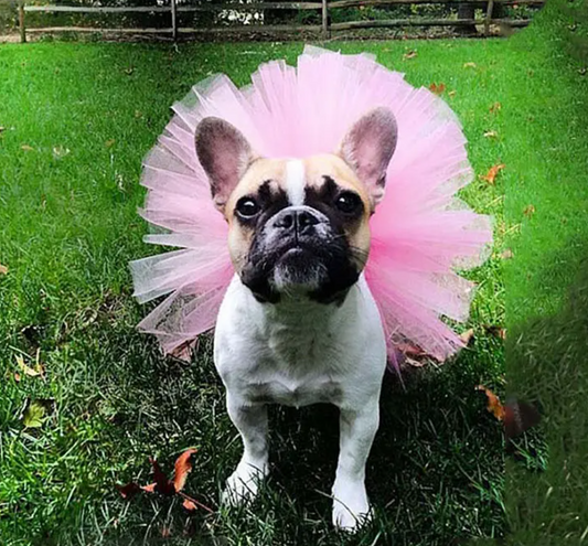 Small Dog Tutu