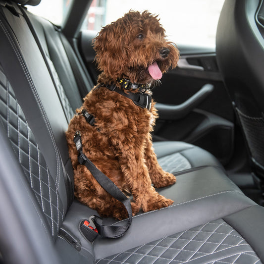 The GF PET seat belt allows you to take your dog everywhere with you safely in the car! To be used with harness, please avoid attaching this to a collar.  Product details:  Adjustable 20”-30” Fits standard automobiles buckles 100% Nylon SKU: GFASA414-BLACK