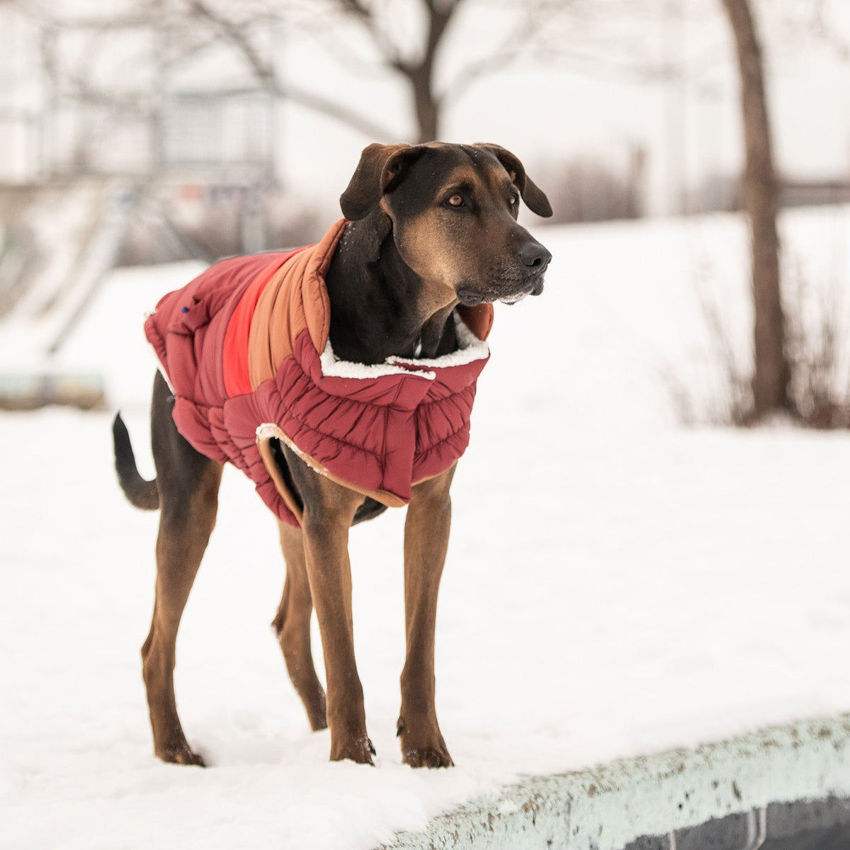 fashion and warmth. Its' ultra puff look and trendy color blocks are a stunning statement of canine vogue! Both retro and modern at the same time, this gorgeous puffer sports oversized faux pockets, accent stitching and next generation styling.  With GF PET signature pocket tabs & contrast binding, this retro puffer keeps it real with snuggly warm popcorn sherpa lining.  Water repellent and super adjustable,