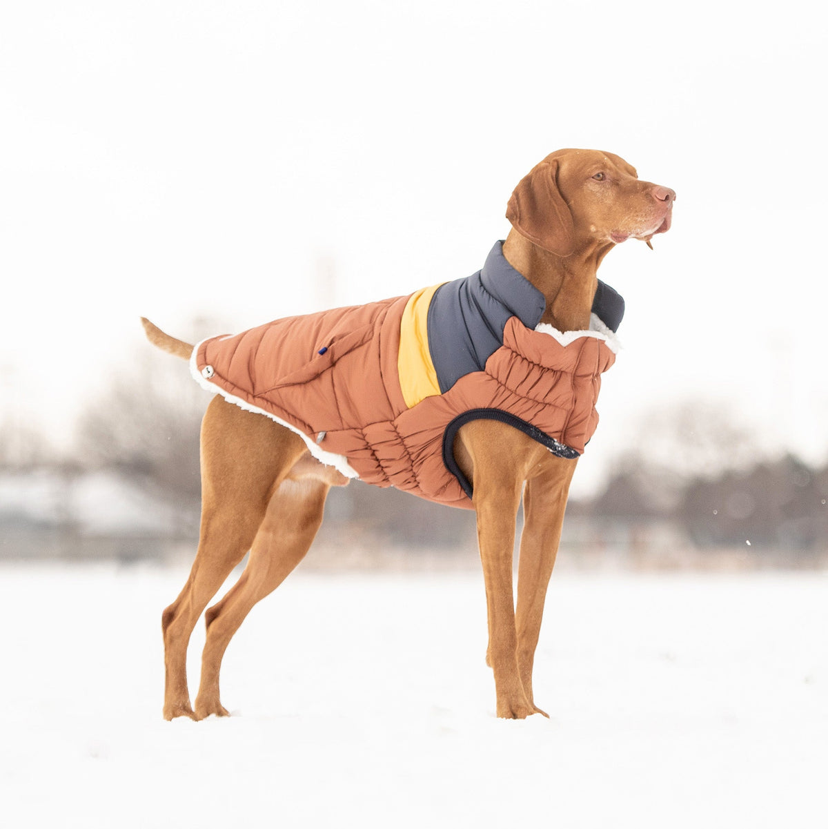 fashion and warmth. Its' ultra puff look and trendy color blocks are a stunning statement of canine vogue! Both retro and modern at the same time, this gorgeous puffer sports oversized faux pockets, accent stitching and next generation styling.  With GF PET signature pocket tabs & contrast binding, this retro puffer keeps it real with snuggly warm popcorn sherpa lining.  Water repellent and super adjustable,