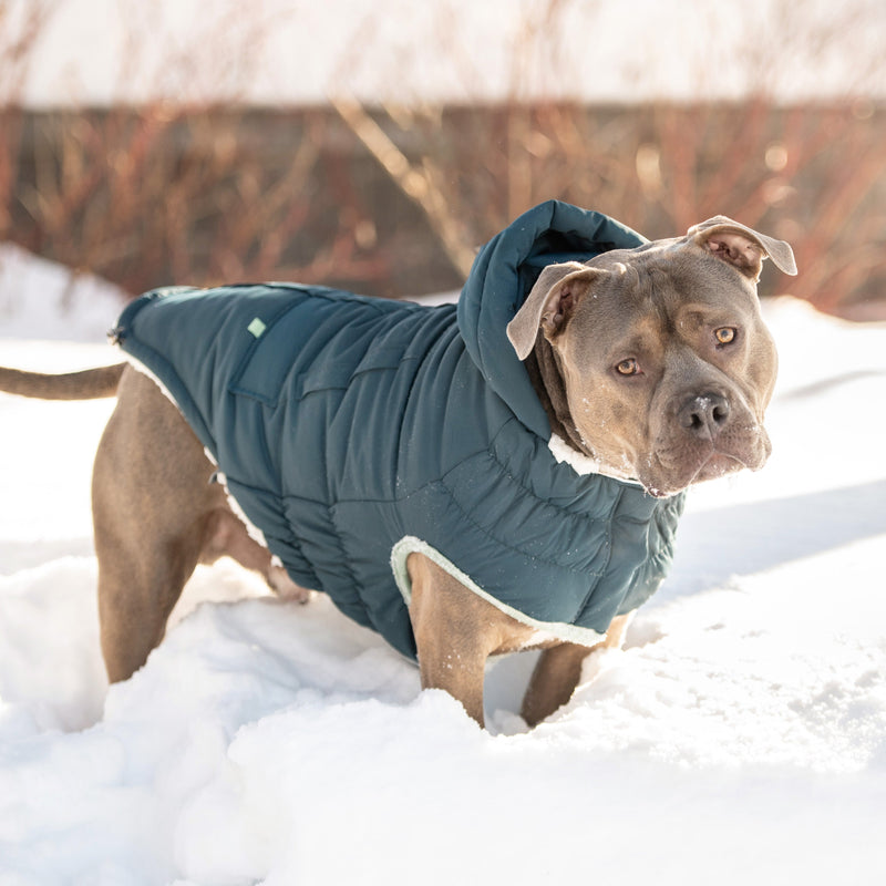 Arctic Parka Dog Jacket - Teal