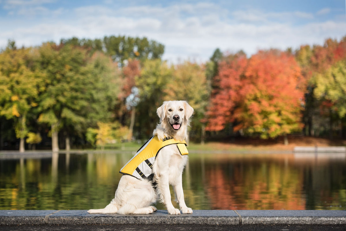 igh buoyancy, bright and comfortable! The GF PET LIFE VEST will keep your dog safe on the water! This dog life jacket is perfect for swimming and boat rides. Comfortable, adjustable and with high buoyancy, the bright and highly visible LIFE VEST will give you peace of mind during water adventures. Product details: Chin floatation flap to help keep head above water High buoyancy Bright & highly visible with reflective details Adjustable waist & neck Sturdy handle D-Ring to attach leash 100% polyester