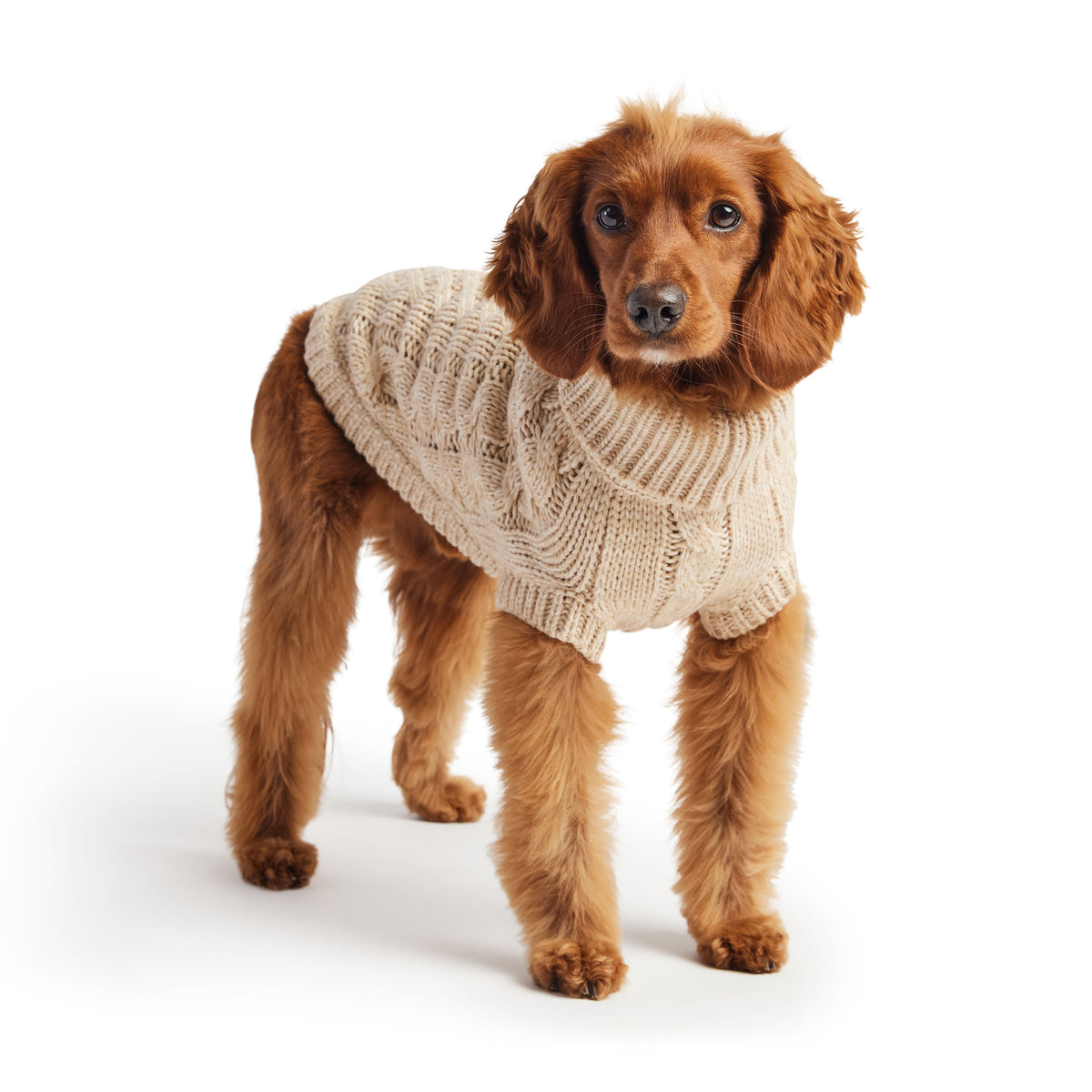 The GF PET Chalet Sweater is chunky and snuggly soft. The high turtleneck, ribbed arm holes and sculpted body shape make for a super comfy fit for both boy and girl doggies. A timeless and luxurious cable knit classic!