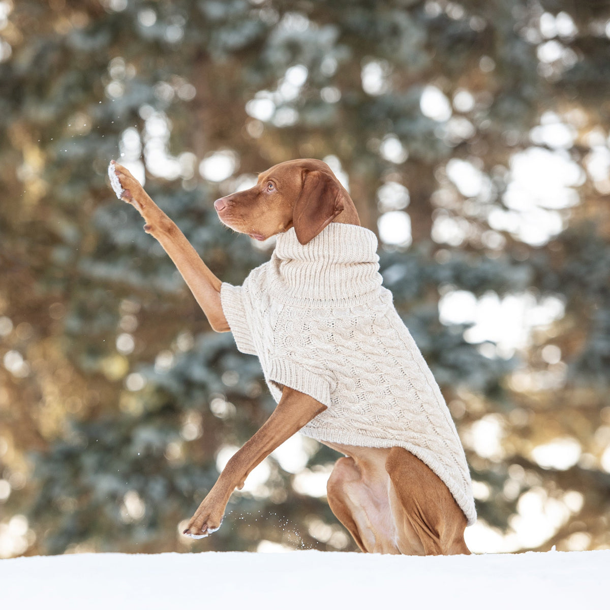 The GF PET Chalet Sweater is chunky and snuggly soft. The high turtleneck, ribbed arm holes and sculpted body shape make for a super comfy fit for both boy and girl doggies. A timeless and luxurious cable knit classic!