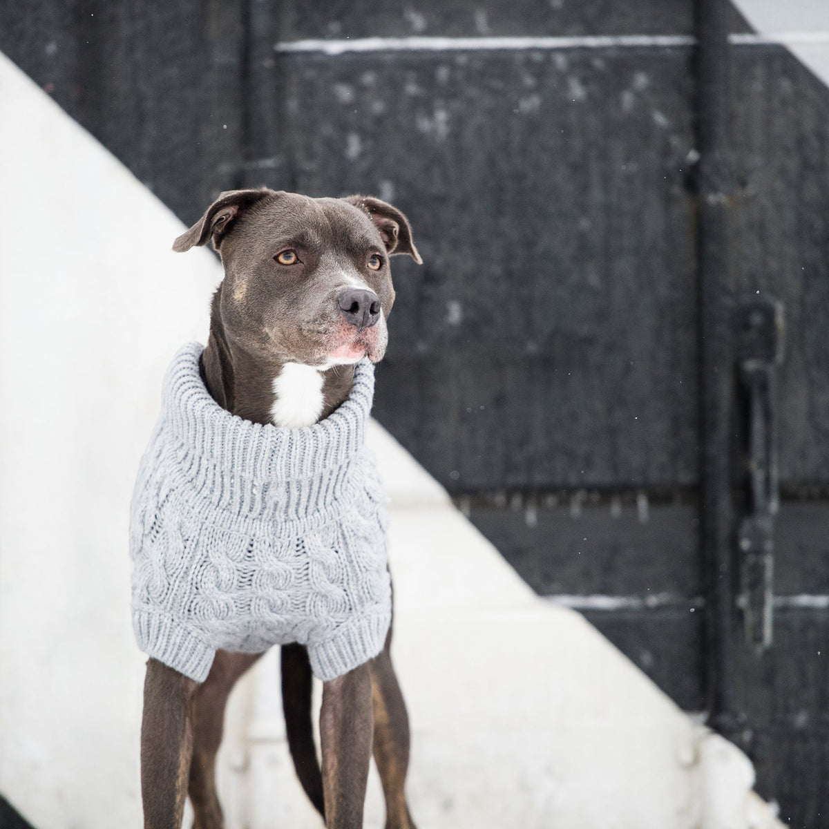 The GF PET Chalet Sweater is chunky and snuggly soft. The high turtleneck, ribbed arm holes and sculpted body shape make for a super comfy fit for both boy and girl doggies. A timeless and luxurious cable knit classic! Product details: Quality oversize knit Secure ribbed arm holes Turtleneck Superior fit 100% Acrylic SKU: GS391F0-GREY Fitting: Simply pull the sweater over on your dog's head, insert front legs and pull to cover the back. With this great stretch, there is no fuss!