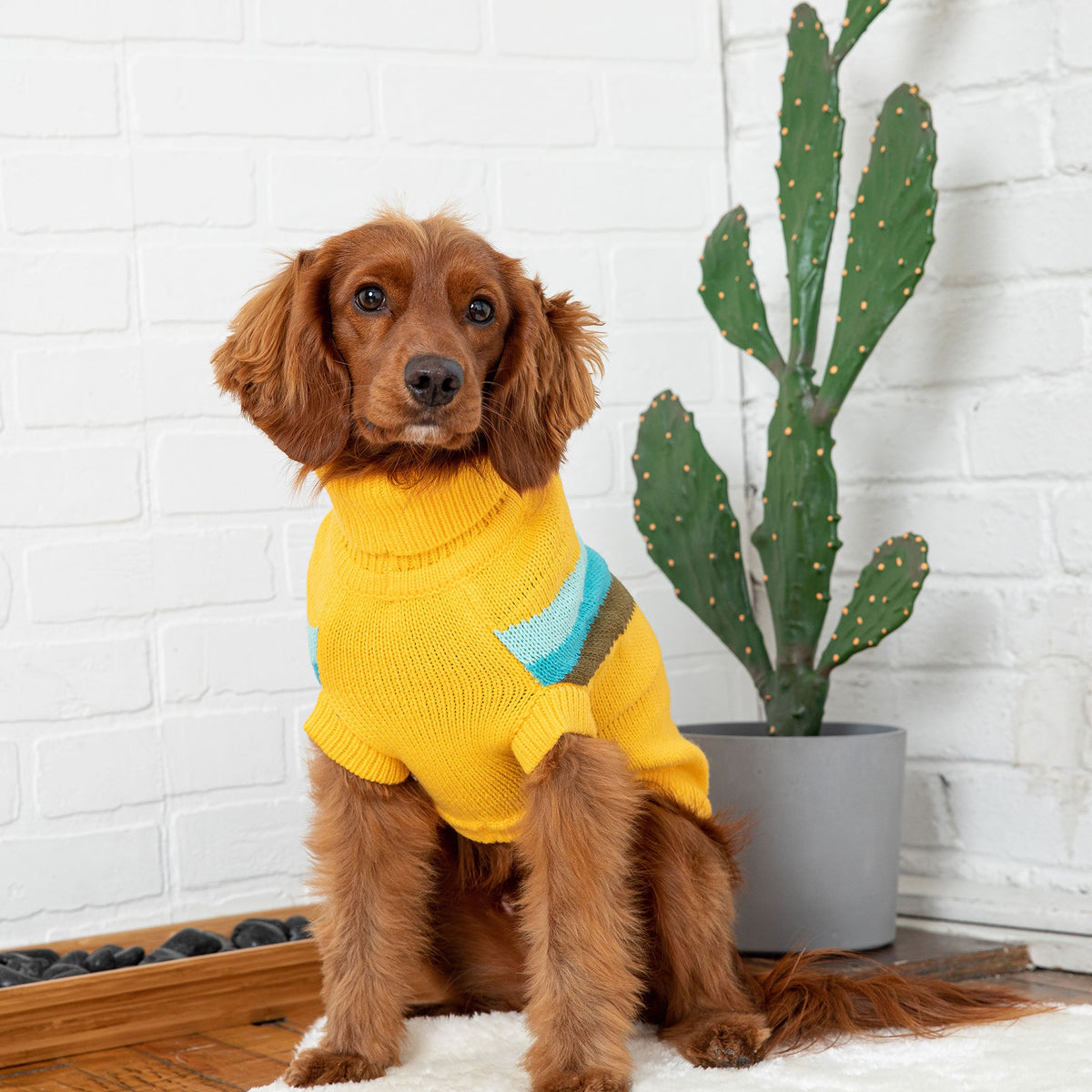 GF Pet Alpine turtleneck sweater is a must for trendsetting dogs with its’ cool retro styling and comfortable, sculpted unisex fit! Wear inside or outside. 