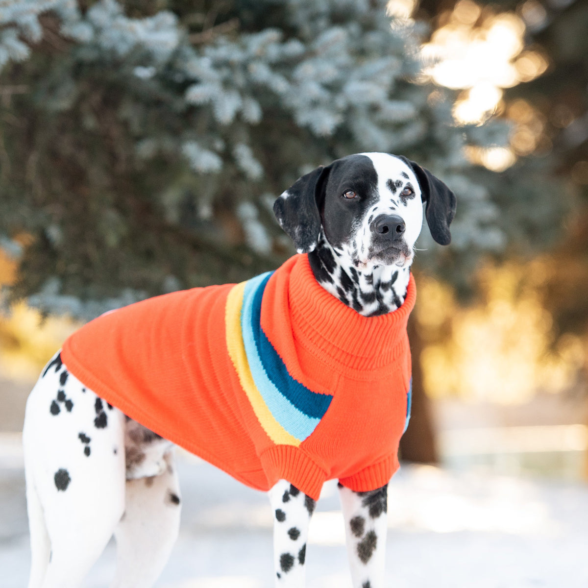 Fall Dog Sweater, Halloween, Retro Sweater